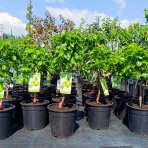 Mini hruška nízkokmenná (Pyrus communis) ´SUNRISE´® - výška 40-60 cm, kont. C7L